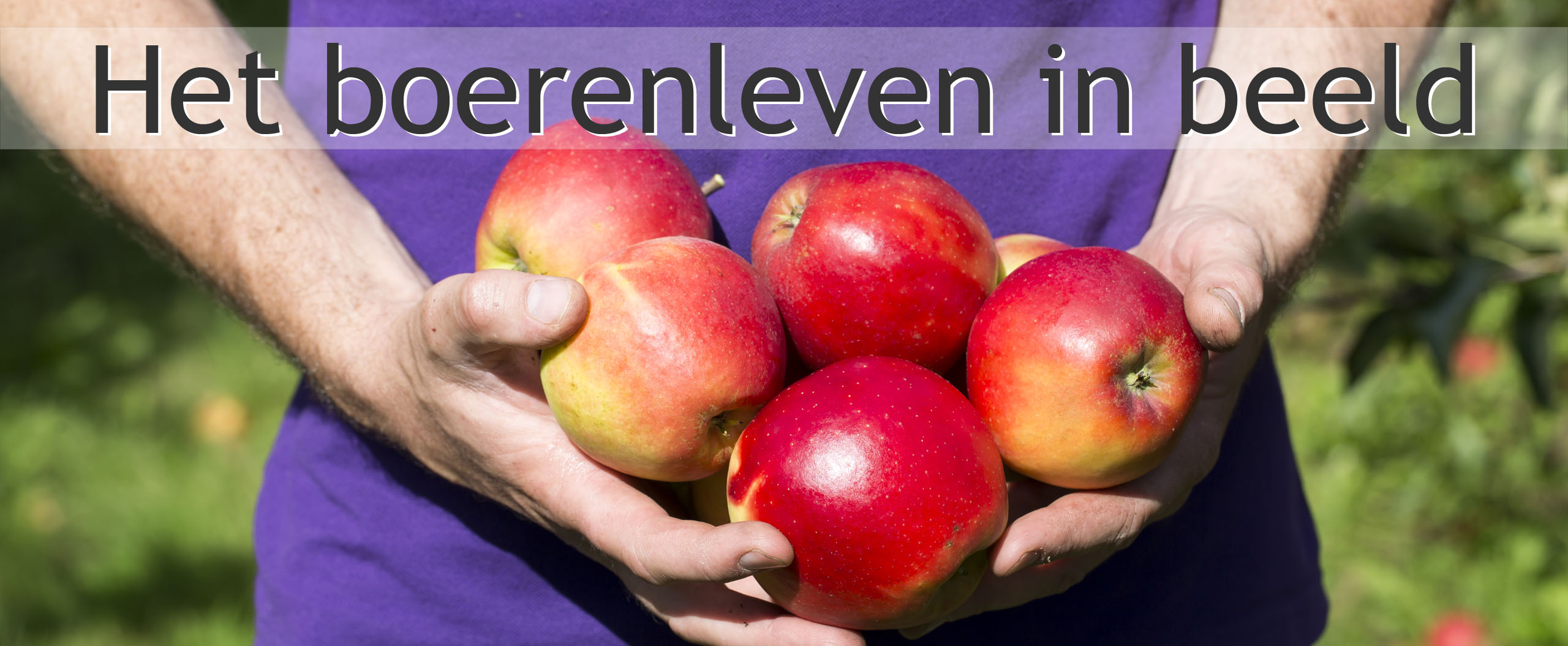 appels plukken